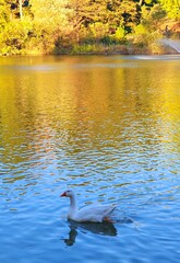 swan on the lake