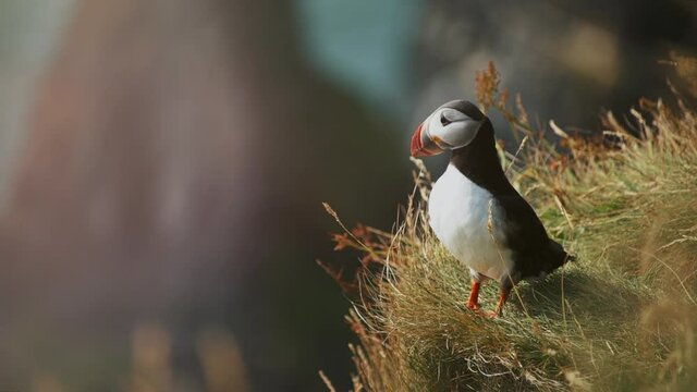 Atlantic puffin or common puffin or Fratercula arctica in breeding plumage on cliff top in spring. Areal bird of Iceland. Cute animal representing wild nature of Greenland.