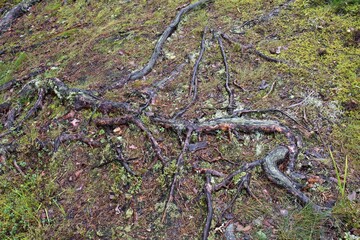 View of the forest in Karelia. Finland. Europe.