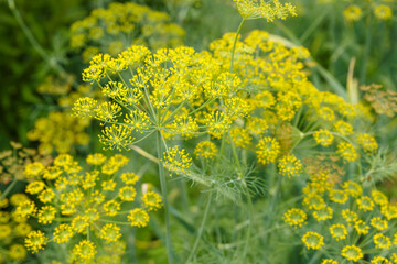 Fresh dill growing on the vegetable bed. Anethum graveolens.
