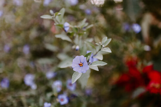 Selective focus shot of delicate blue flowers