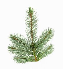 Spruce branch on a white background.