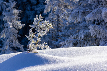 Beautiful small fir covered in fresh snow in a frozen landscape (Filzmoos, Salzburg, Austria)