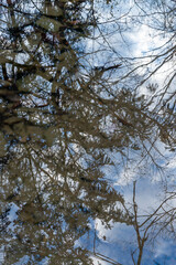 Trees reflecting in a calm water surface