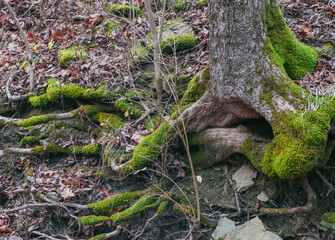 Root of an old tree covered with moss in an autumn forest