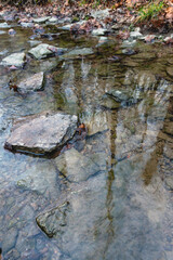 Trees reflecting in a calm water surface