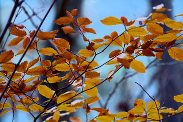 Feuilles colorées