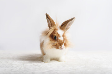 Adorable little red rabbit on a white background.