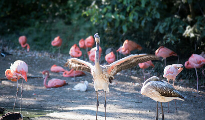 Young flamingo with gray wings. Bird in the zoo. American flamingo. Phoenicopterus ruber.