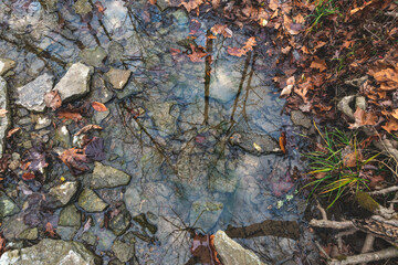 Trees reflecting in a calm water surface