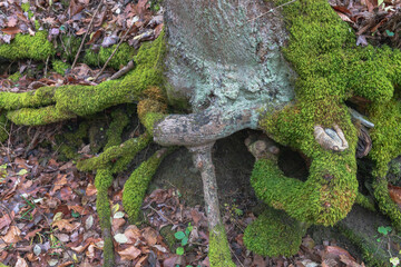 Root of an old tree covered with moss in an autumn forest