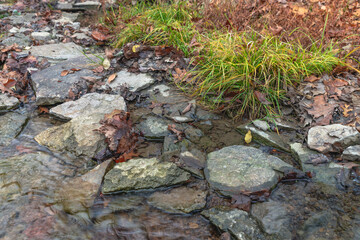 Green grass on the bank
