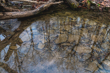 Trees reflecting in a calm water surface