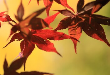 Japanischer Fächerahorn in der Herbstsonne, macro