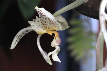 Fototapeta premium ORQUIDEAS FLORES DE ORNATO