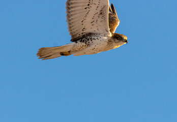 Red Tailed Hawk in the Pike National Forest
