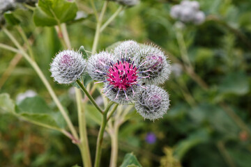 Blooming medicinal plant burdock. Arctium lappa commonly called greater burdock.