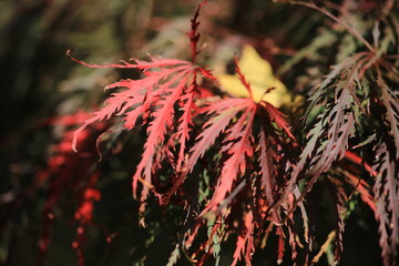 Rote Acer palmatum Blätter im Herbst, Japanischer Fächerahorn im Herbst, Makro