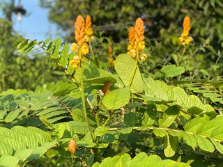 yellow flower in the tree