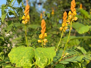 yellow flower in the wind