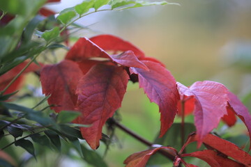Wilder Wein in roter Herbstfärbung