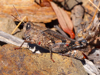Barbarian Grasshopper (Calliptamus barbarus)