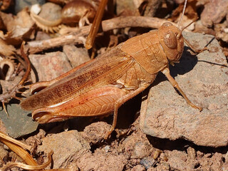 Barbarian Grasshopper (Calliptamus barbarus)