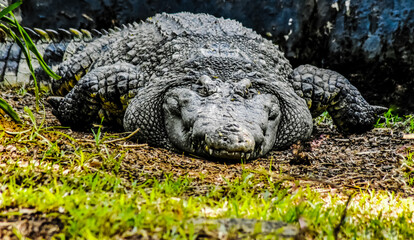 alligator in the grass