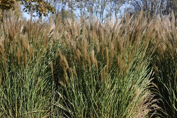 Ornamental plant of Miscanthus Sinensis Malepartus or Chinese silver grass, in the garden.