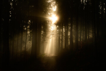 with sun-rays flooded fog forest - dreamlike light and mood