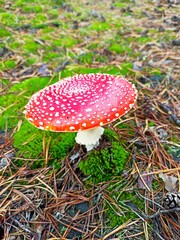 leśne zbiory © Agnieszka