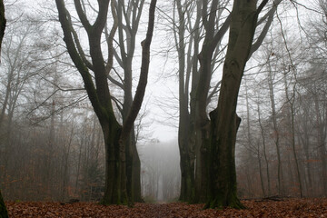 Obraz na płótnie Canvas Forest in Autumn, Fog and Rain