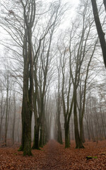 Forest in Autumn, Fog and Rain