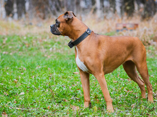 German boxer dog in the park