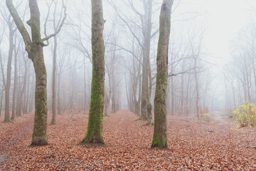 Obraz premium Forest in Autumn, Fog and Rain