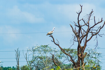 Stork in sky