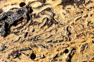 Real rusty macro background. Texture close up. Natural abstract photo.