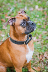 German boxer dog in the park