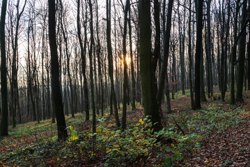 Obraz premium The setting sun in the woods among the trees.