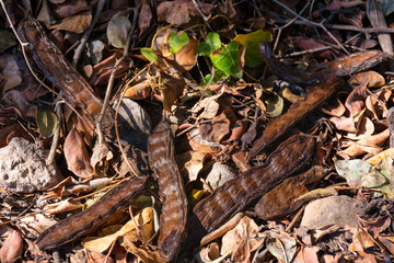 Ripe carob fruit and leaves on the ground next to a carob tree, in autumn in the field