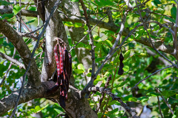 A group of carob fruits on the branch of a carob tree