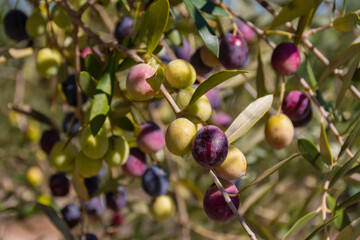 Dark purple and green olives on olive branches with leaves in the field