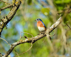 Eastern Bluebird on a Branch