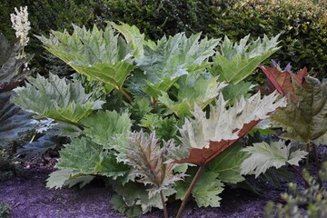 Rheum palmatum or Chinese rhubarb, in the garden.