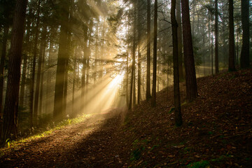 with sun-rays flooded fog forest - dreamlike light and mood