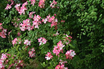 Flowers and foliage of Rosa glauca, in the garden.