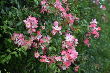 Flowers and foliage of Rosa glauca, in the garden.