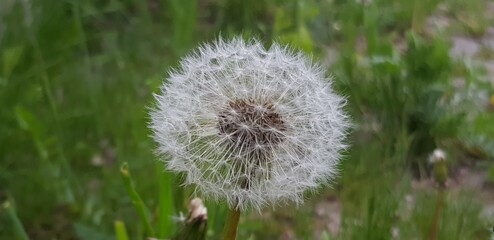 Fluffy dandelion on a summer day. dandelion head in green grass on a sunny day