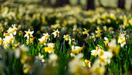 Narcissus pseudonarcissus (commonly known as wild daffodil or Lent lily), Gorbeia Natural Park, Alava, Basque Country, Spain, Europe