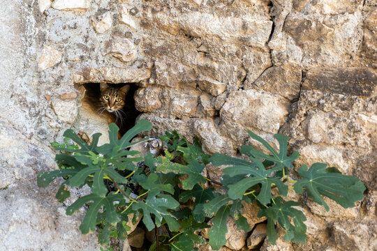 Gatto Randagio